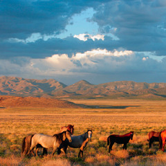 All The Wild Horses (Ray Lamontagne Cover)