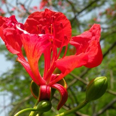 CHIA TAY MÙA PHƯỢNG