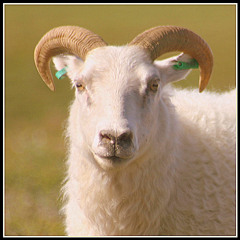Sheep Shagger