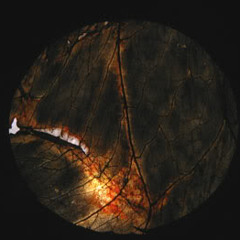 Bio Fabric (Freebie)