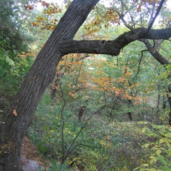 Autumn Leaves - instrumental