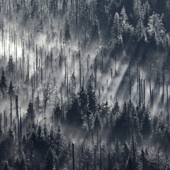 shady forest