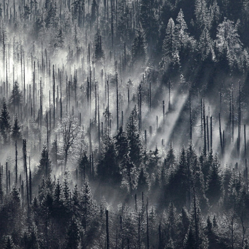 shady forest