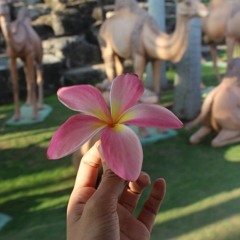 ស្រលាញ់បងទាល់តែបេះដូងឈប់ដើរ