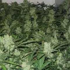 Mick Carr -Pound Cake Freestyle