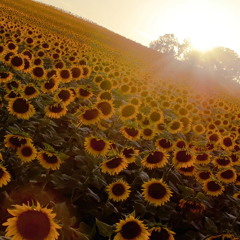 Skinny Love cover (Birdy Version)