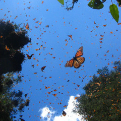 'Butterfly Kiss' by Django Jonas