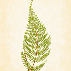 Notes Towards a Mental Breakdown