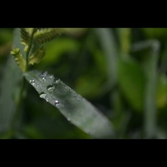 SBNT Acapella Cover :)