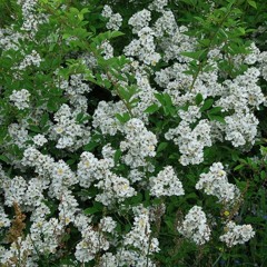 찔레꽃_햇살현주