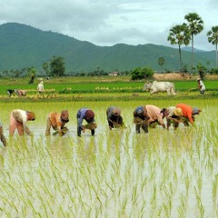 Neak Sré Trov Cheu Neak Sré Doch Knea (Farmers have to believe the same farmers)
