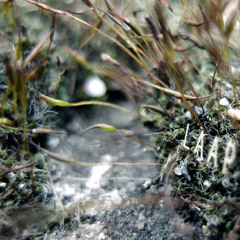 [pr008] Zzzzra - LAAP (EP, 2007 Reissue, Snippets)