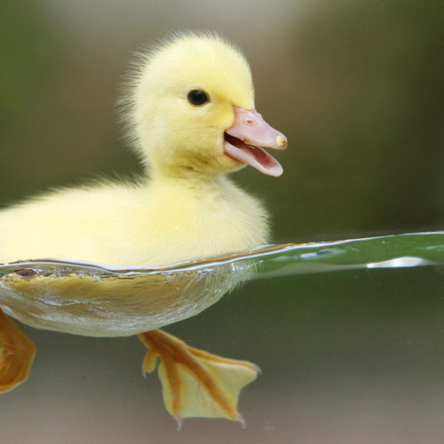 Quack Quack Duck Song, an Improvisation on Susan Maskin's original song.