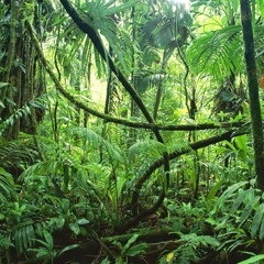 bODY JUNGLE
