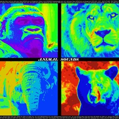 Animal Sounds