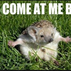 Reply to hands 24 hr ting  at Chicks house