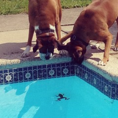 Pool 2K14