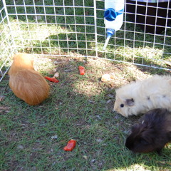 Interview With Lana McLaren - why adopt guinea pigs?