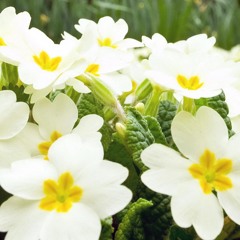 Jasmine's Waltz (Original)