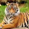 Ron Kitten - "Gettin' Cake" ft. Rick Ross, Lil Wayne, Drake, and R Kelly at Ron Kitten's new mixtape "The Tiger" is coming soon