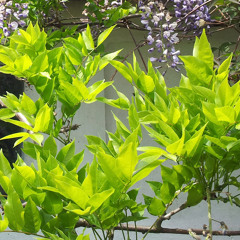 Greensleeves - Original Variations