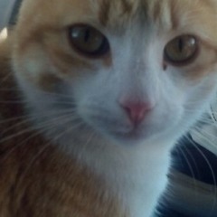 Ron Kitten - "My President is Black (Remix)" ft. Rick Ross, Lil Wayne, and Barack Obama