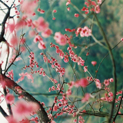 Flowers From Nagasaki (final)