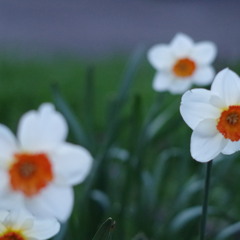 Il Mio Cuore - A Filmic Theme