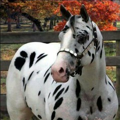 Los Hermanos  Escobedo