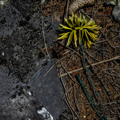 Presque Quelque Chose