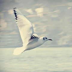 هيحاولوا دايمـًا يبعدوك .. ويغموا عينك ... إفرد جناحك .. و طير في الهوا ..