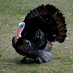 WILD TURKEY - I Bet We Can Write A Song About That 5-20-2014