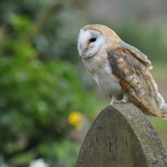 Barn Owl / Chouette Effrаie Bretagne 18.05.2014