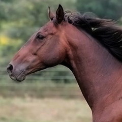 Equine Whinny
