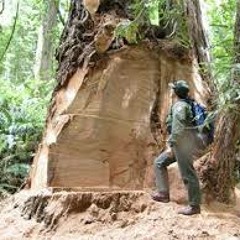 Burl theft of old growth redwoods is on the rise