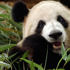 I Cani, Come Vera Nabokov (Stripped by the Secret Offenders)