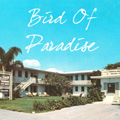 Bird Of Paradise