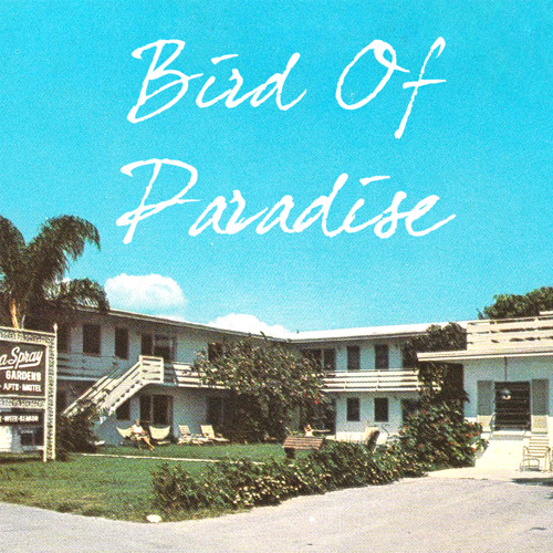 Bird Of Paradise
