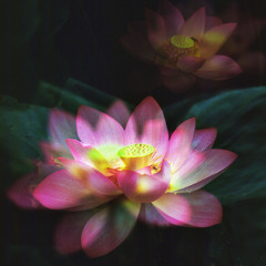 Lotus Flower In The Lake
