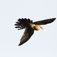 Käen soidinta (osa 2) / Common Cuckoo Lekking (part 2)