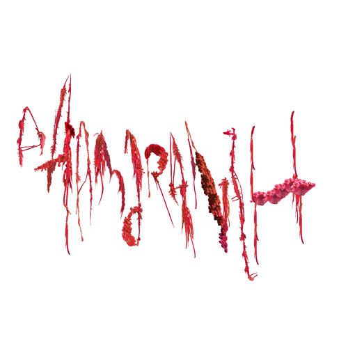 AMARANTH - PLAY FOOTS