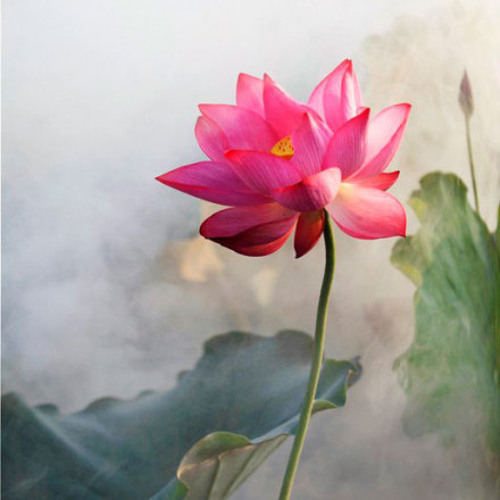 轮回之境 - Luân Hồi Chi Cảnh - Critty