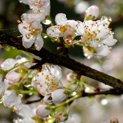 さくら ～あなたに出会えてよかった～
