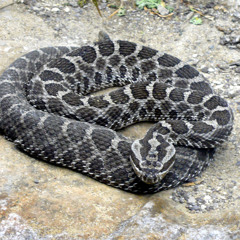 Rattlesnake