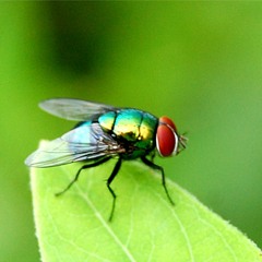 Musik aus Strom Fly