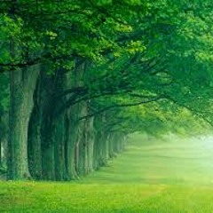 Pista 13 - A los árboles altos - Popular español