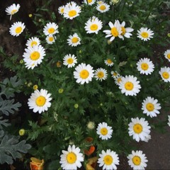 Do You Want To Build A Snowman (Singing In A Flu Condition)