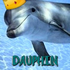 Leo Roi  - DAUPHIN