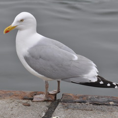 Mc Kurtle - Flow direct