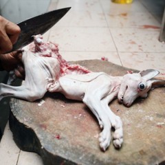 The Slaughtering Of Animals In The Meat Industry